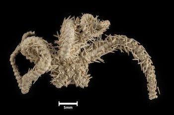 Media type: image;   Invertebrate Zoology OPH-3505 Description: Bottom up view of single ophiuroid specimen with a scale bar.;  Aspect: ventral
